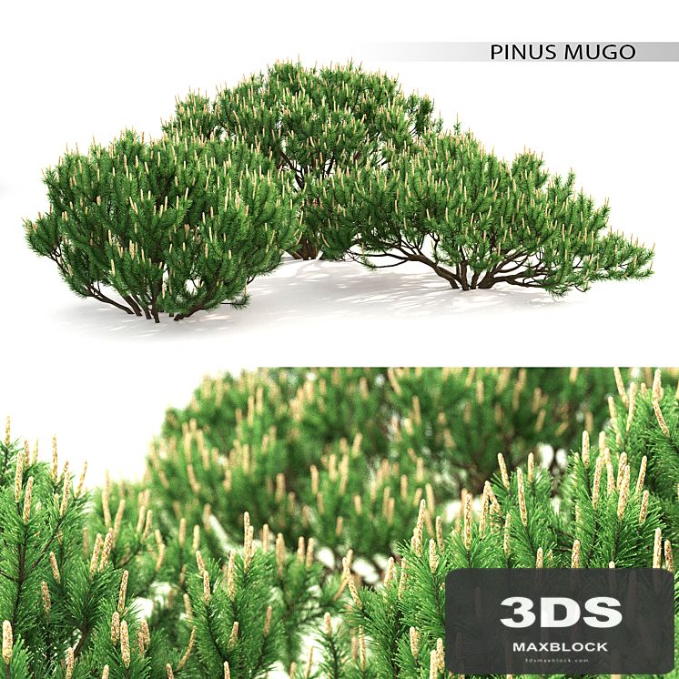 Mugo pine