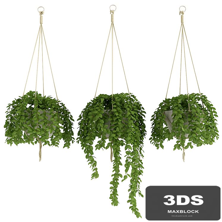 Plants Set_2