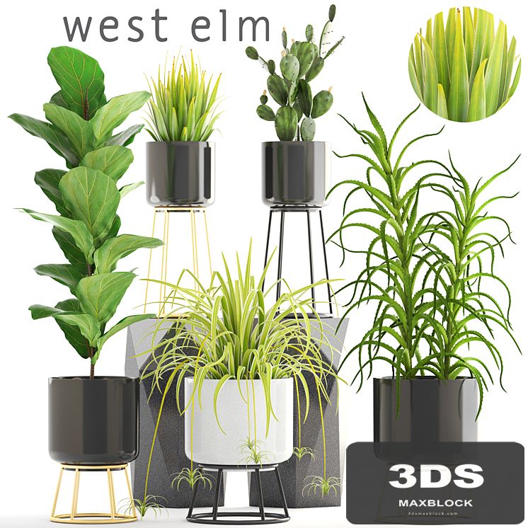 Collection of plants. aloe, flower, pot, bush, Ficus lyrata, cactus, prickly pear, Chlorophytum, agave, luxury flowerpot