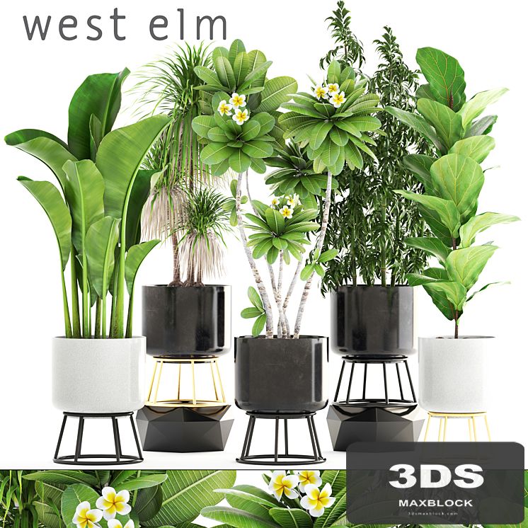 Collection of plants. flower, pot, bush, bamboo, dracaena, banana, ficus lyrata, plumeria, loft, interior, indoor