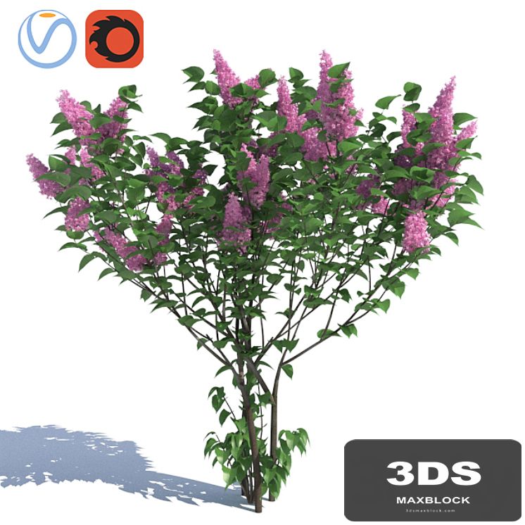 Lilac, 3 lilac bushes