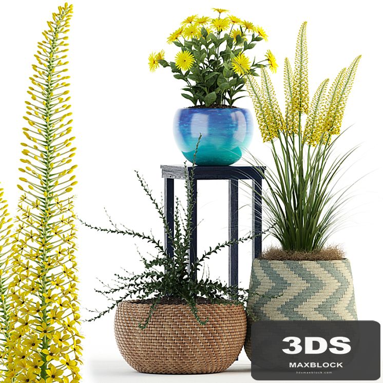 Plants collection 81