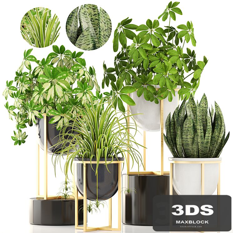 Collection of plants. luxury pot, flowerpot, flower, Chlorophytum, Schefflera, sansevieria, bush, interior, decorative, gold