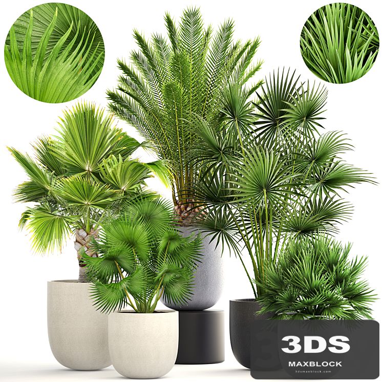 Palm collection 185. Fan, Hovea, Date, Hamerops, Brachea, Bismarckia, interior, pot, flowerpot, flower, set