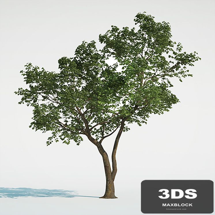 Tree Common 01 (1 of 3)