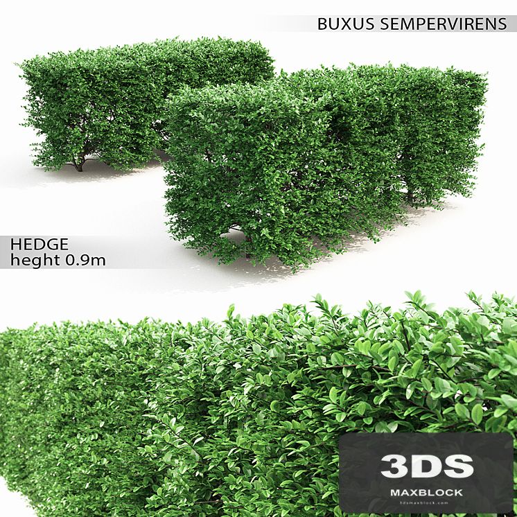 Buxus hedge