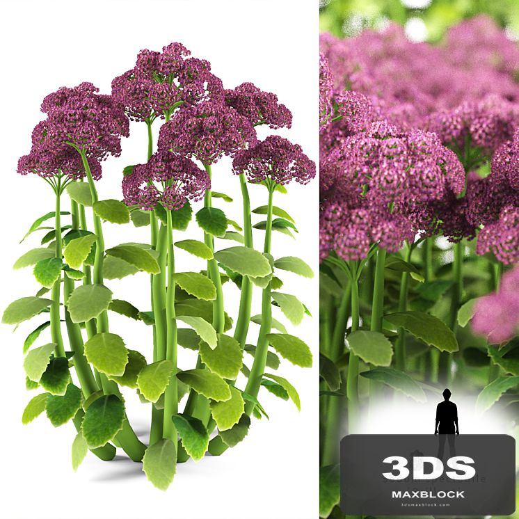 Cleansing visible | Sedum spectabile `Brillant`