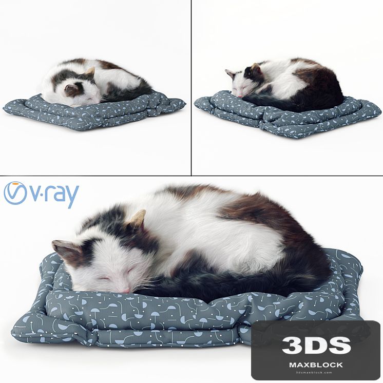 Fluffy cat