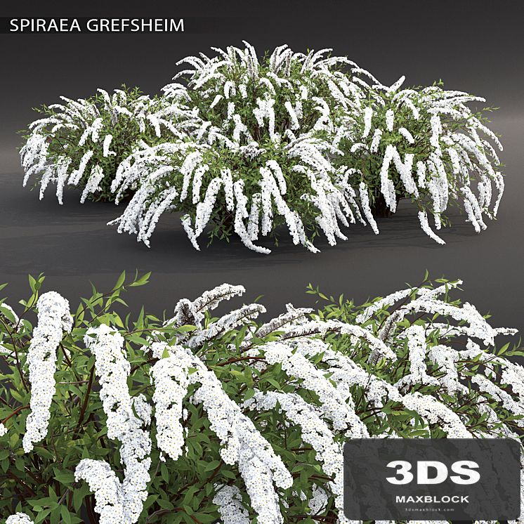 Spirea Grefsheim