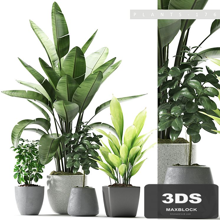 Plants 176