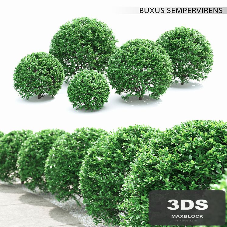 Buxus
