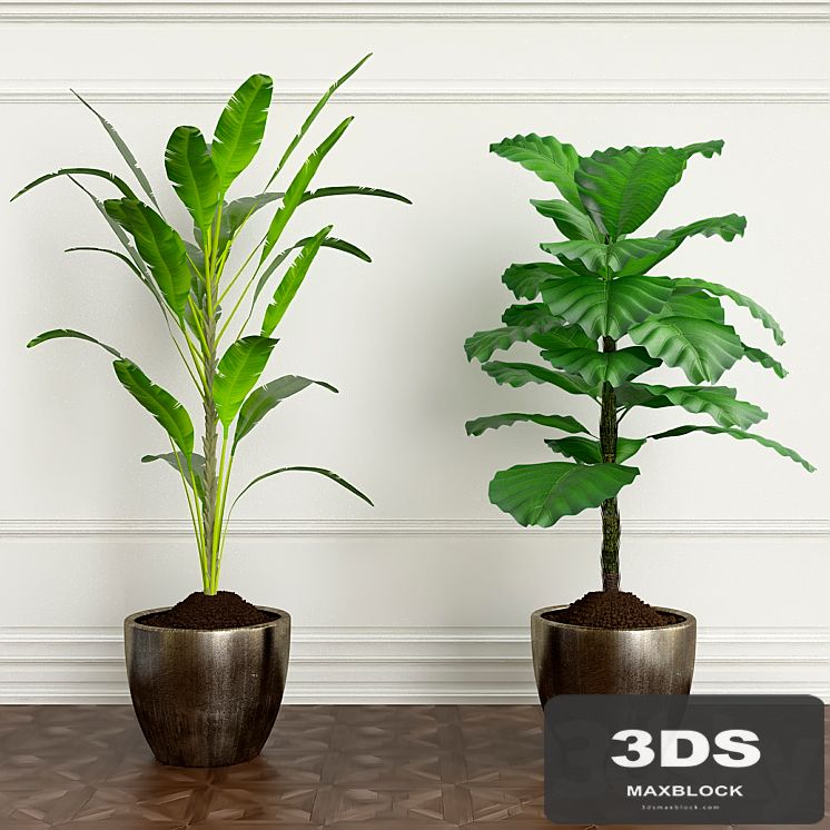 PLANTS 20