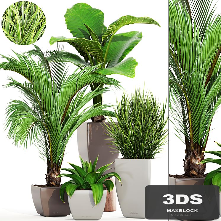 Collection of plants. Decorative palm, areca, bush, flower, pot, flowerpot, agave, alocasia, indoor plants