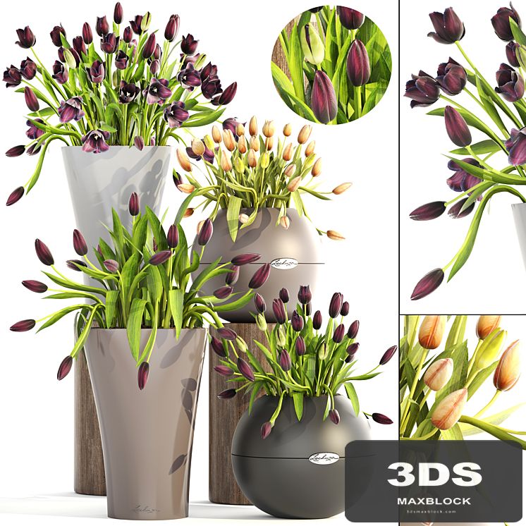 Collection of plants. Tulips, landscaping, flower, pot, round flowerpot, flowers, bouquets, garden, flowerbed, outdoor
