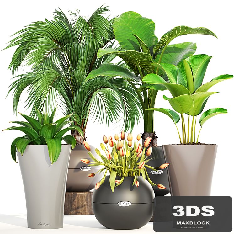 Collection of plants 191. decorative palm tree, alocasia, tulip, agave, pot, flower, calathea, round flowerpot