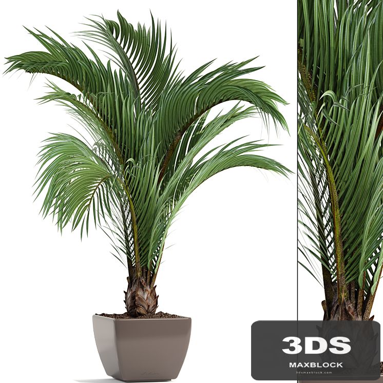 Hedyscepe canterburyana, Areca palm tree, decorative, interior, indoor, pot, flowerpot, flower, decor