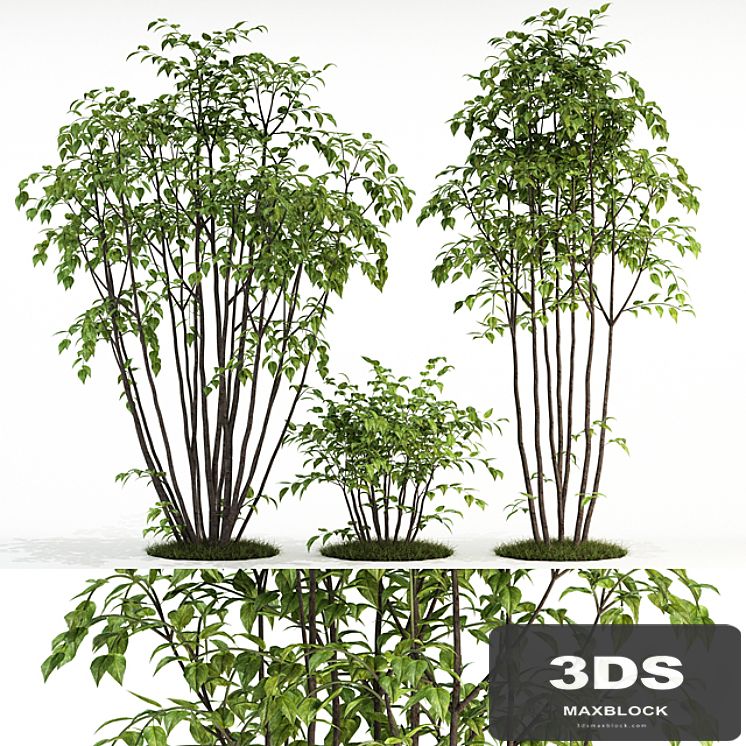 Plants collection 84