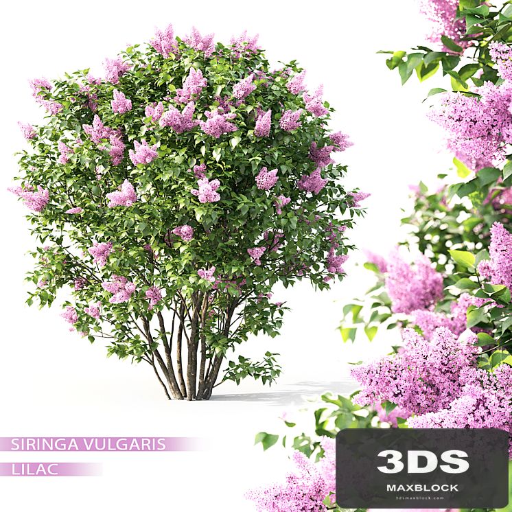 Syringa