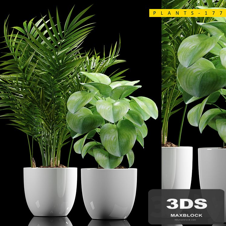 PLANTS 177