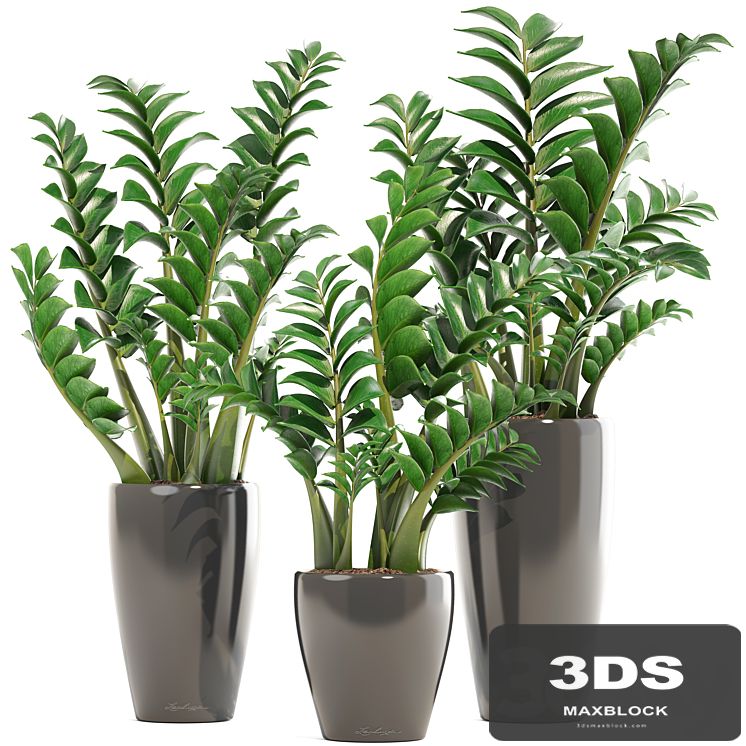 Collection of plants 192. Zamioculcas, flower, pot, bush, flowerpot, interior, decorative