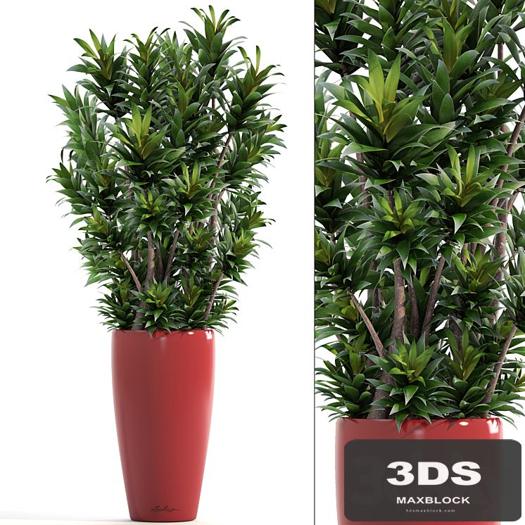 Dracaena 5. Dracaena Reflexa, flower, pot, bush, flowerpot, interior, decorative