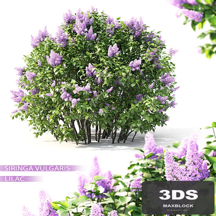 Lilac flowering #2