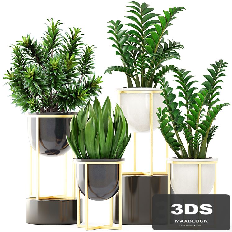 Collection of plants 194. luxury pot, gold, dracaena, bush, flower, flowerpot, Zamioculcas, interior, decorative, sansevieria