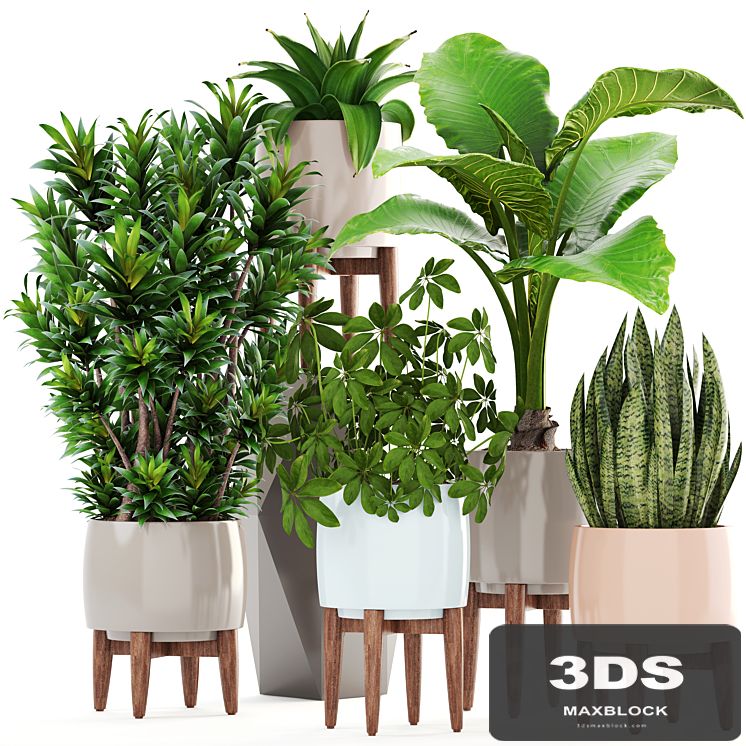Collection of plants 196. Dracaena, bush, alocasia, flower, pot, flowerpot, interior, decorative