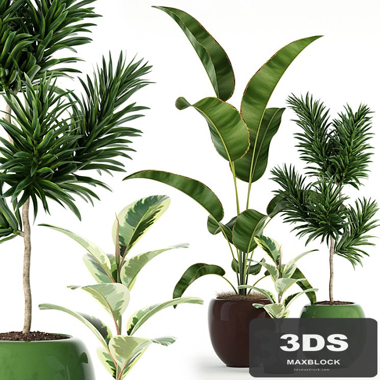 Plants collection 85