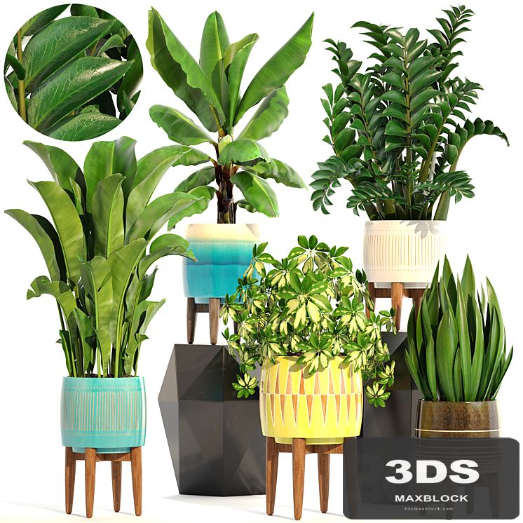 Collection of plants 197. indoor, interior, banana, revenala, Zamioculcas, sansevieria, Schefflera, pot, flower