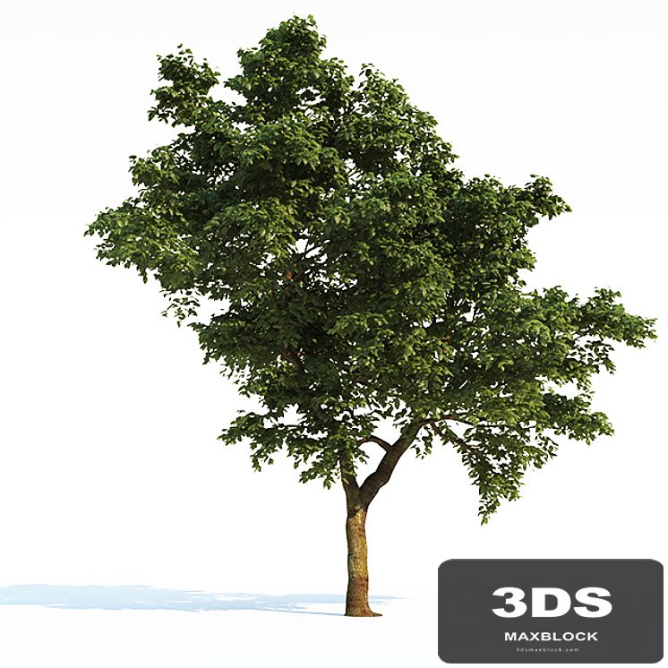 Tree Common 03 (3 of 3)