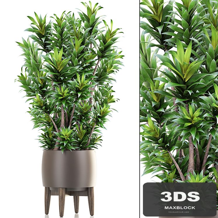 Dracaena 6. Dracaena, pot, flowerpot, bush, interior plant, indoor
