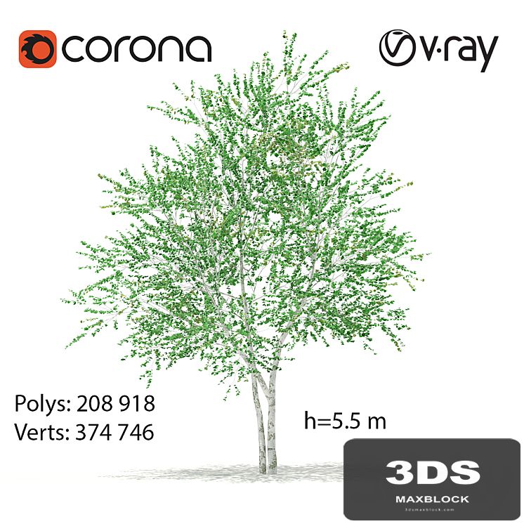 Birch tree