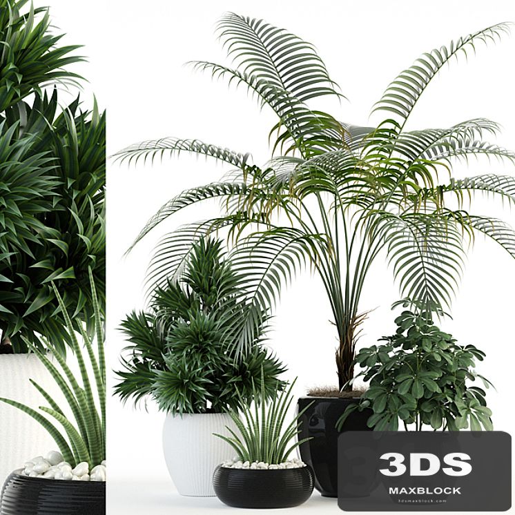 Plants collection 86