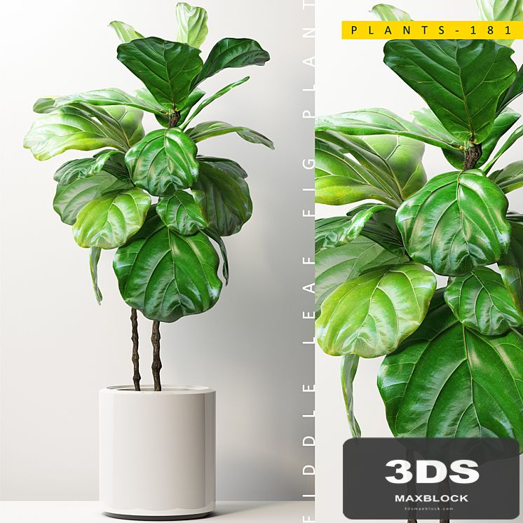 PLANTS 181