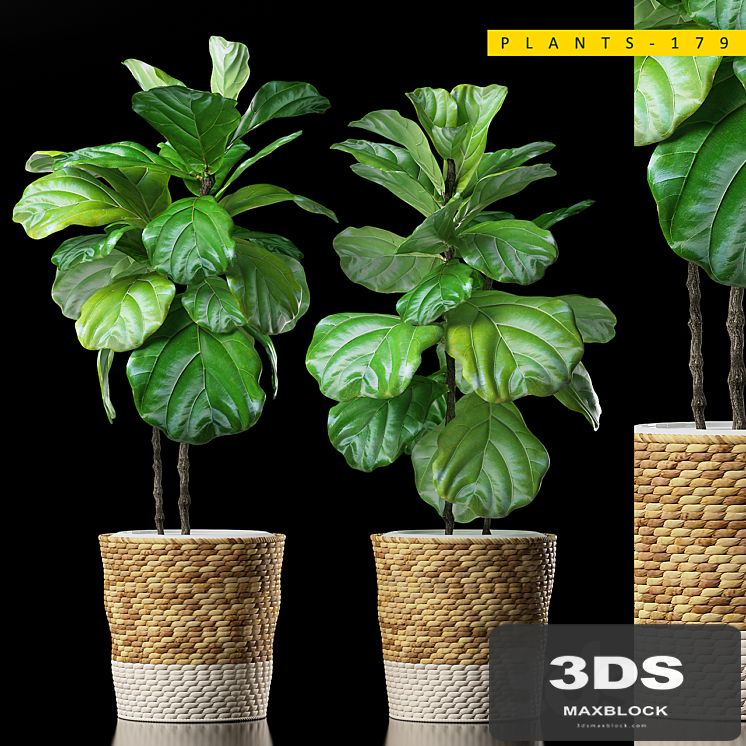 PLANTS 178