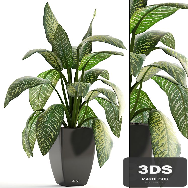 Dieffenbachia, pot, flowerpot, interior plant, bush