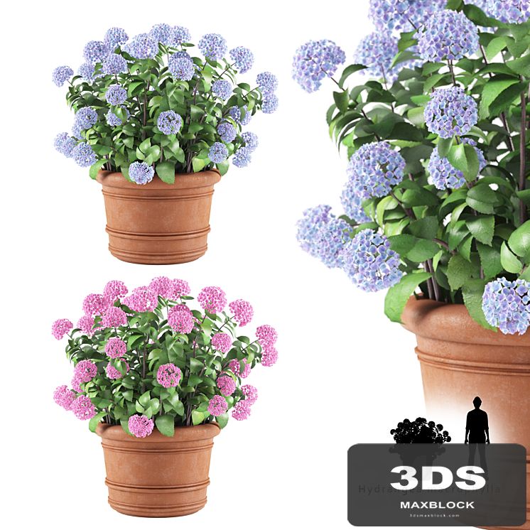 Hortense in a plant | Hydrangea macrophylla