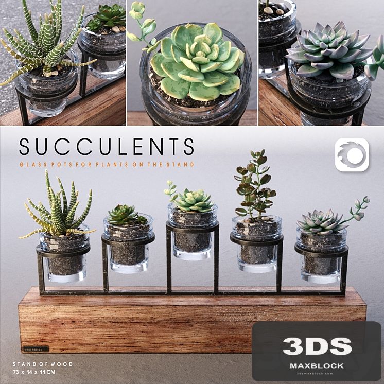 Succulents_set