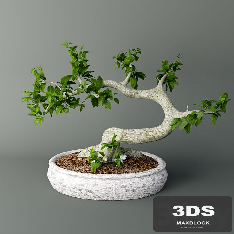Bonsai Mayogi
