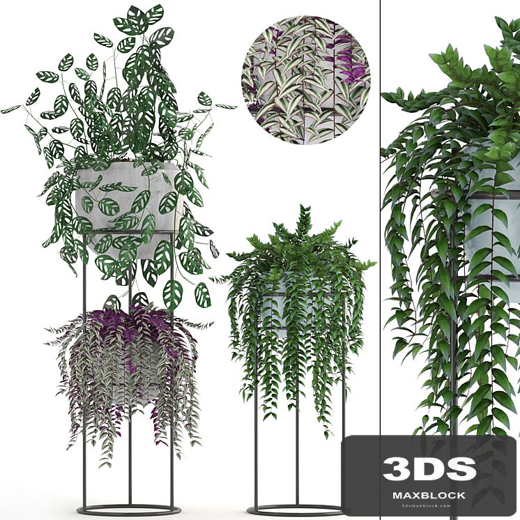 Collection of plants. Climbing plants, shelf with flowers, monstera, Tradescantia, indoor plants, stand