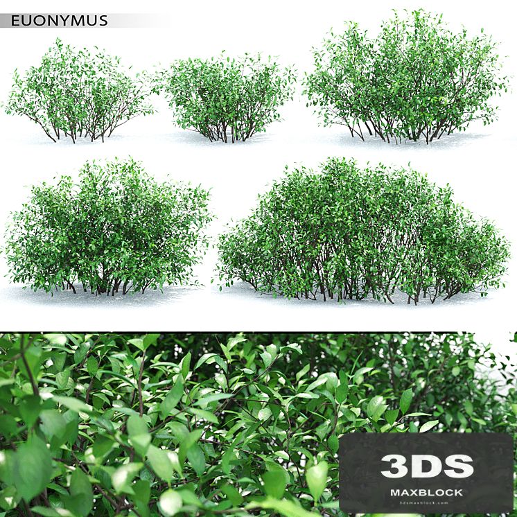 Euonymus