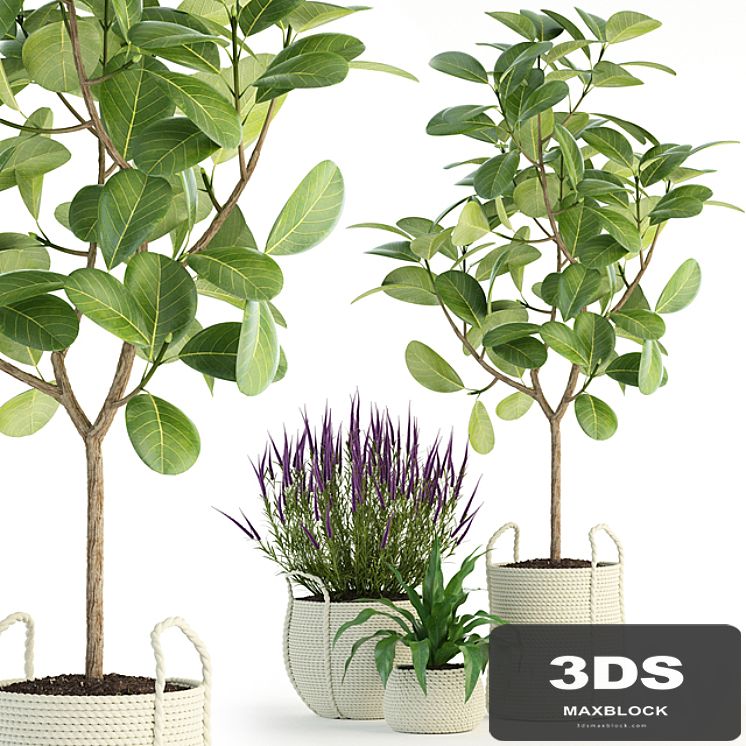 Plants collection 87