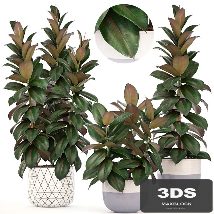 Collection of plants 204. Ficus robusta, tree, bush, interior, indoor plants, pot, flowerpot, Scandinavian style, ficus abidjan