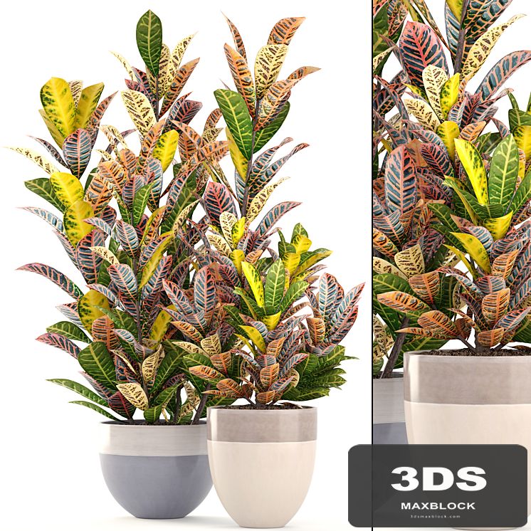 Collection of plants. Croton, Flowerpot, tree, bush, interior, indoor, decorative, exotic plants