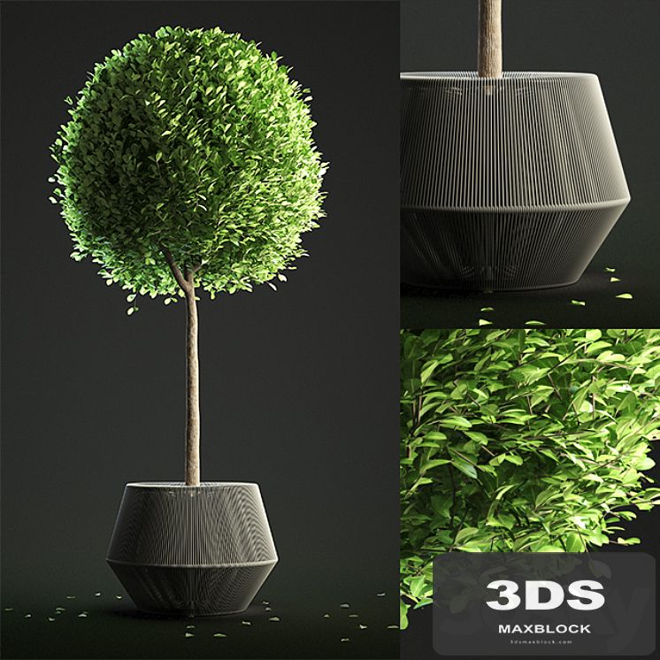 Buxus Sempervirens in Pot