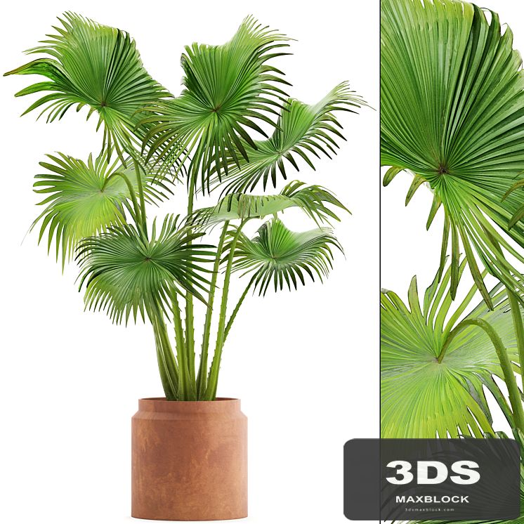 PalmPalm tree in a clay pot, pot, fan palm, indoor, interior