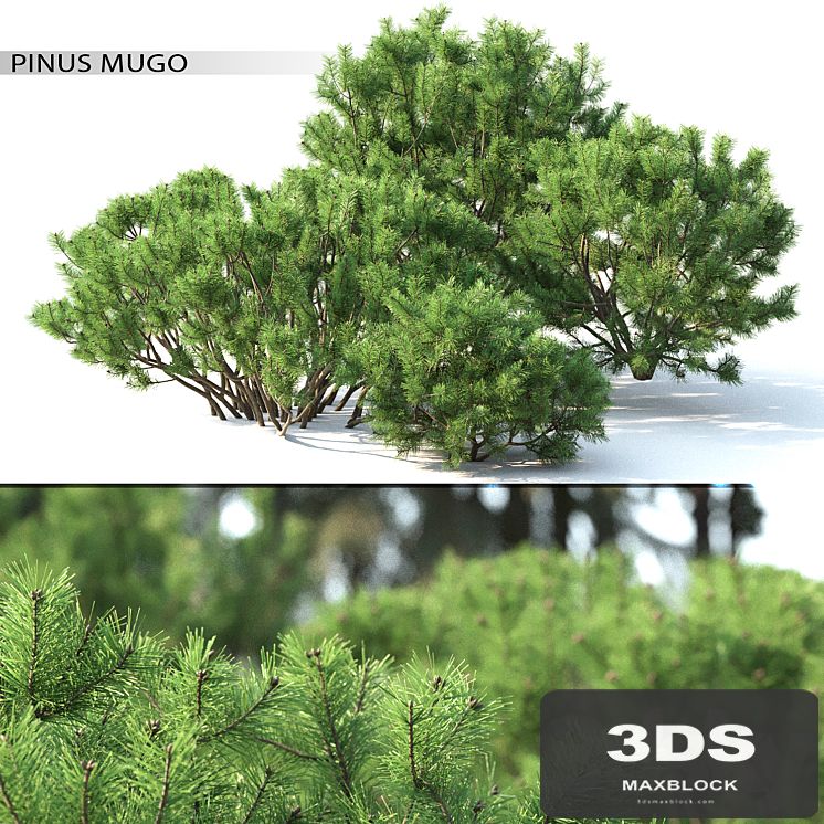 Pine