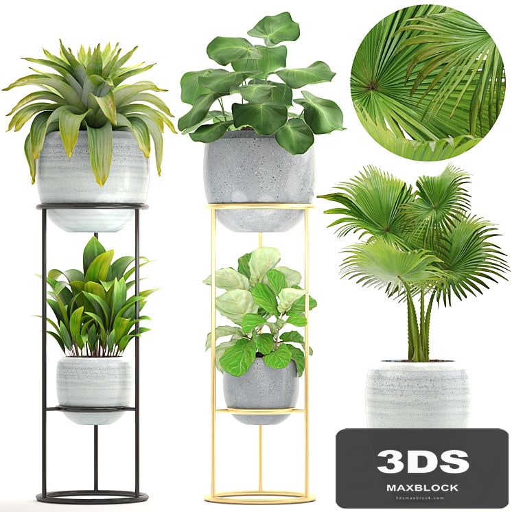 Collection of plants. Flower shelf, flower stand, palm tree, bromeliad, ficus, bushes, pot, flowerpot, indoor plants