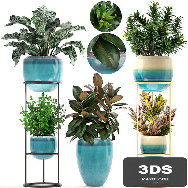 Collection of plants. Shelf with flowers, flower stand, pot, ficus, croton, alocasia, flowerpot, dracaena
